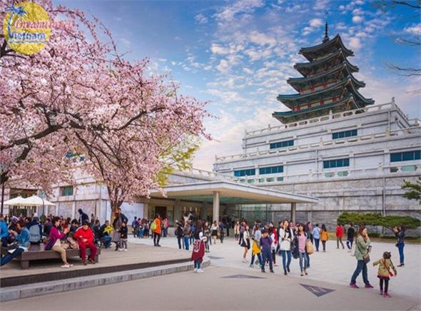 Hoa Anh Đào Hàn Quốc:Seoul-Đảo Jeju-Đảo Nami-Công Viên Everland-Yeouidoi -Hàng không 5 sao Hoa Anh Đào Hàn Quốc:Seoul-Đảo Jeju-Đảo Nami-Công Viên Everland-Yeouidoi -Hàng không 5 sao